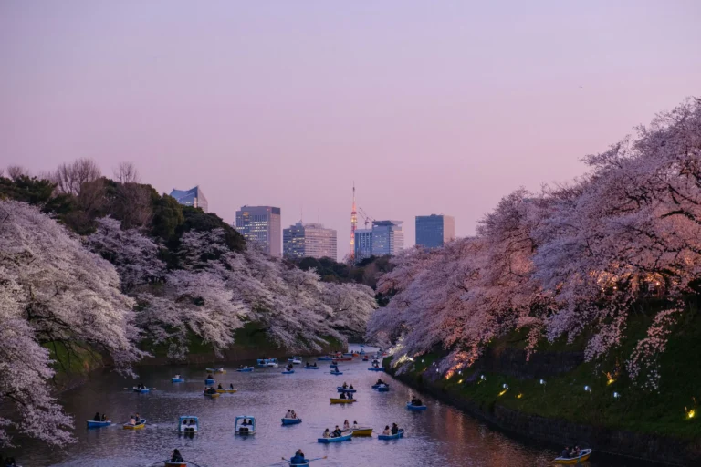 Sakura Mövsümü və Yaponiya Vizası Prosesi